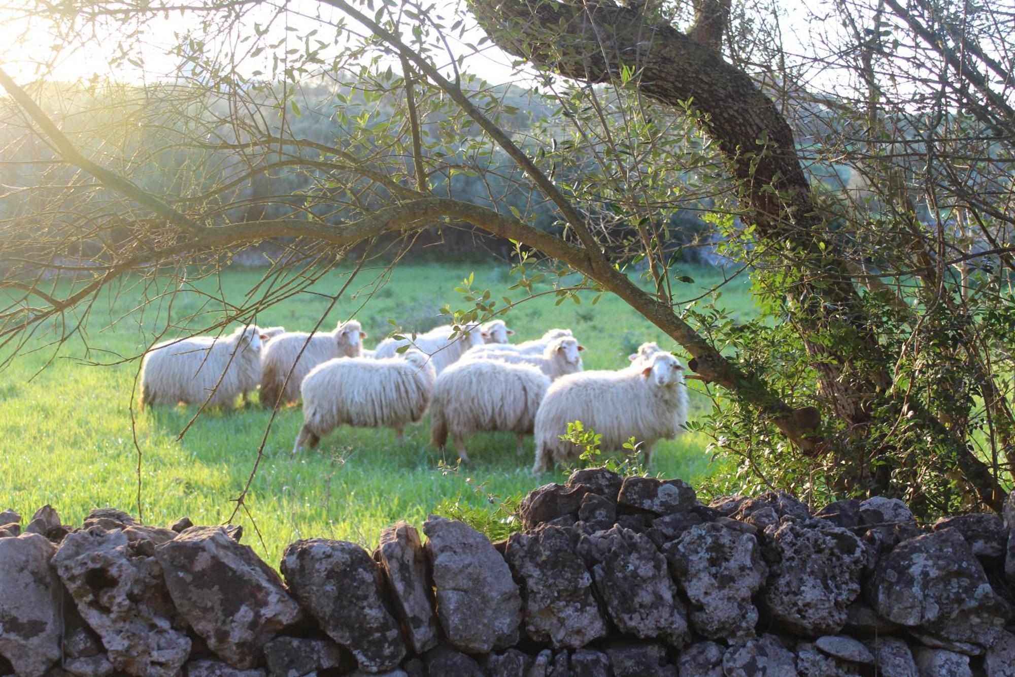 Agroturismo Santa Mariana Alaior Esterno foto