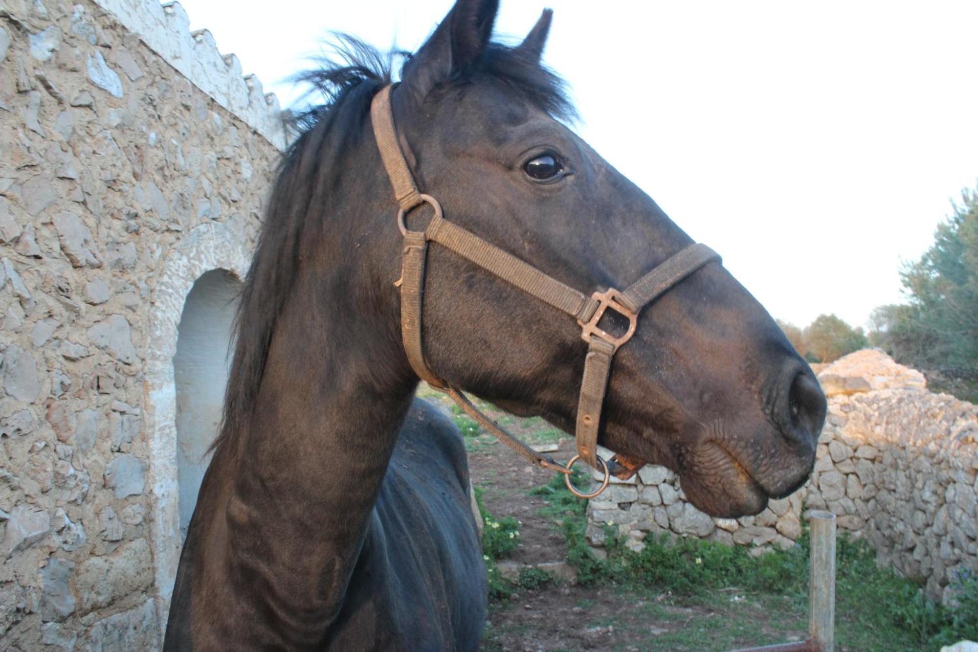 Agroturismo Santa Mariana Alaior Esterno foto