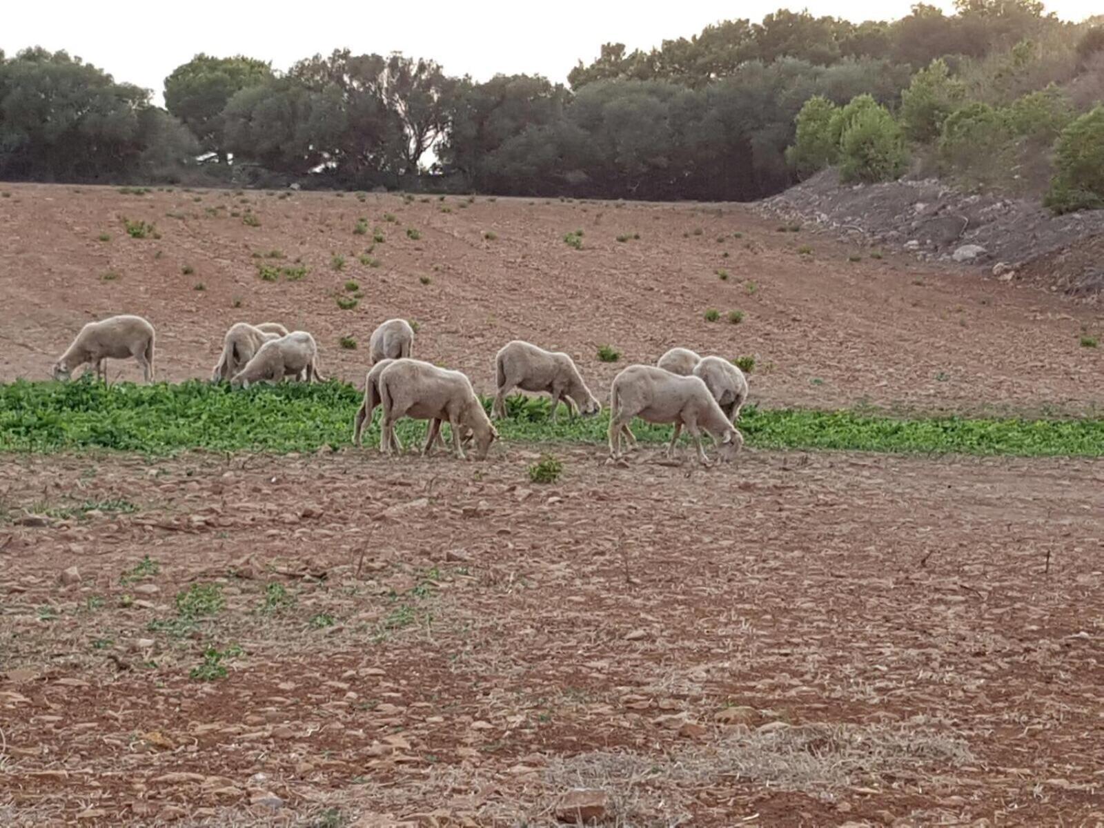 Agroturismo Santa Mariana Alaior Esterno foto