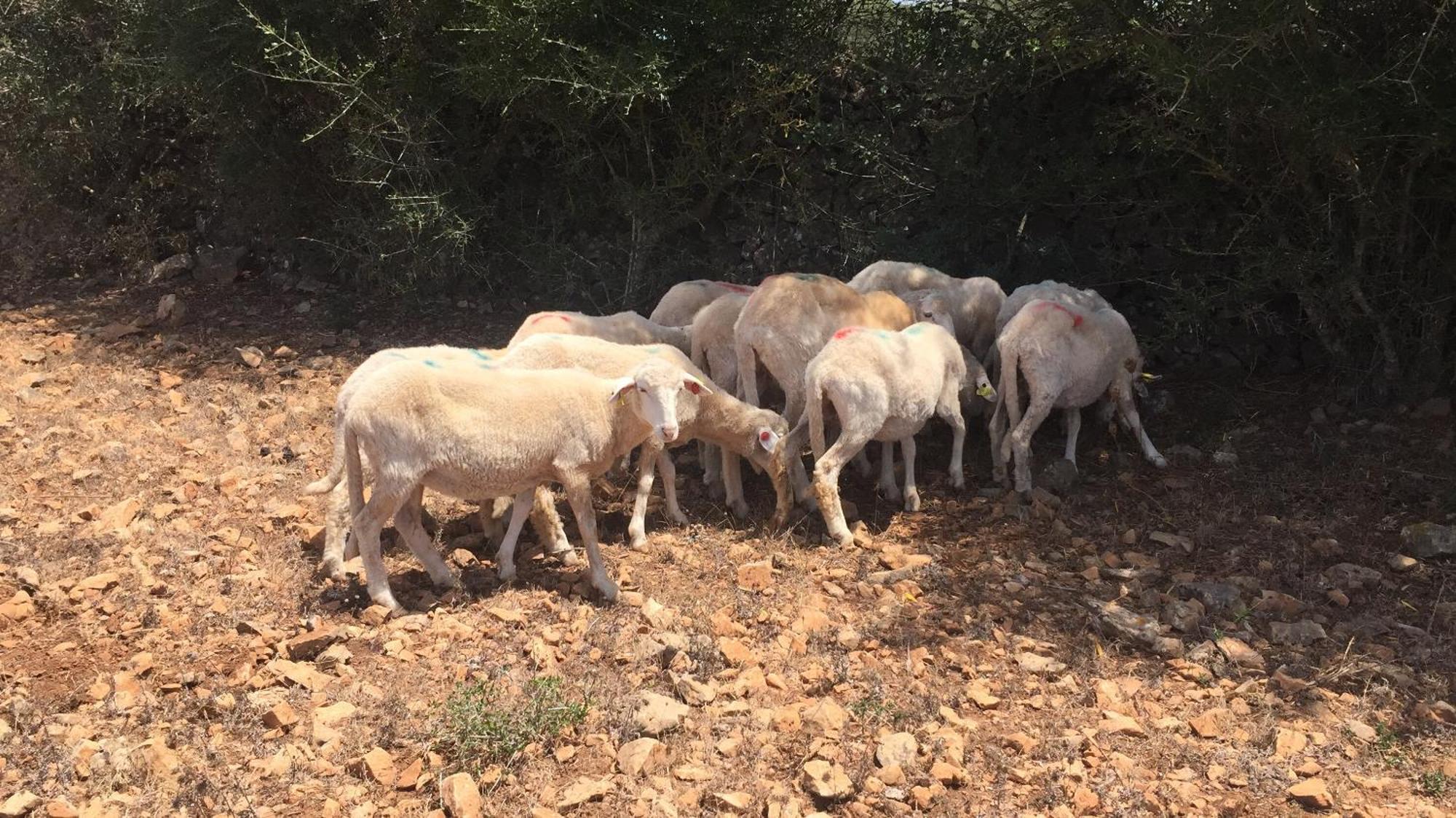 Agroturismo Santa Mariana Alaior Esterno foto